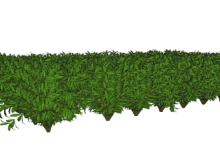 雀舌黄杨灌木丛sketchup模型，常绿灌木skp文件下载