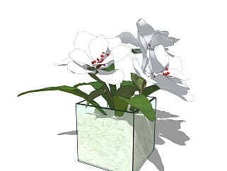方形玻璃花盆植物su模型，茉莉花<em>艺</em>草图大师模型下载