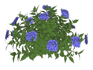 蓝雪花绿植sketchup模型，现代观花植物skp文件下载