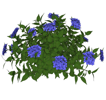 蓝雪花绿植sketchup模型，现代观花植物skp文件下载