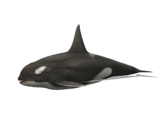 现代<em>虎鲸</em>sketchup模型，动物草图大师模型下载
