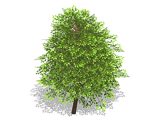 榕树乔木<em>sketchup素材</em>，景观绿植草图大师模型下载