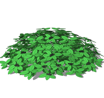 鹅掌柴灌木丛sketchup模型，常绿灌木skp文件下载