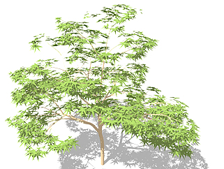 槭树乔木<em>sketchup素材</em>，景观绿植草图大师模型下载