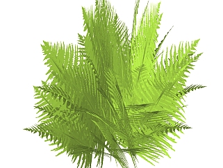 毛蕨绿植sketchup模型，室内观叶植物skp文件下载