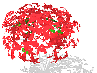 鸡爪槭现代植物su模型，绿植<em>花草</em>图大师模型下载