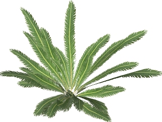 苏铁绿植sketchup模型，现代观叶植物skp文件下载
