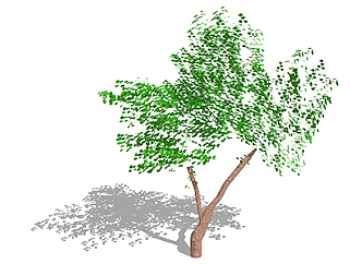 乌桕乔木sketchup素材，景观绿植草图大师模型下载