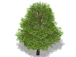 榕树乔木sketchup素材，景观绿植草图大师模型下载