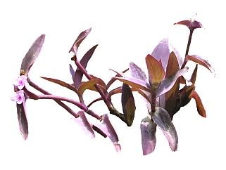 现代植物紫竹梅su模型免费下载，草图大师紫竹梅模型分享