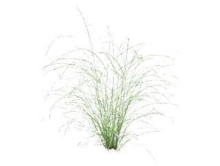蒲苇su模型免费下载，草图大师植物草模型分享