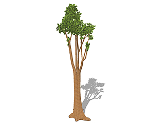 樟树乔木草图大师模型，景观绿植sketchup素材下载