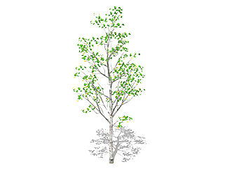 白杨乔木sketchup素材，景观绿植草图大师模型下载