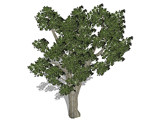 榕树乔木草图大师模型，景观绿植sketchup素材下载