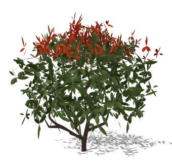 红叶石楠灌木丛su模型，常绿灌木草图大师模型下载