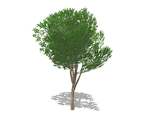 <em>榆树</em>乔木su素材，景观绿植草图大师模型下载