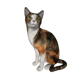 现代新加坡猫su模型，动物草图大师模型下载