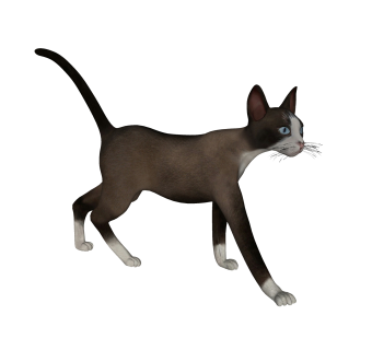 现代雪鞋猫草图大师模型，动物sketchup模型下载