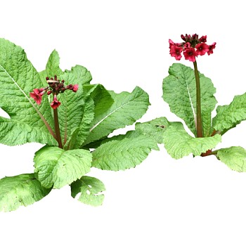 现代植物报春花su模型下载，报春花草图大师模型分享