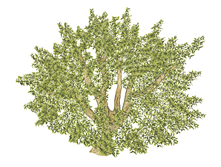 榕树乔木su素材，景观绿植草图大师模型下载