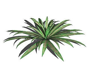 <em>巴西</em>美人绿植sketchup模型，室内观叶植物skp文件下载