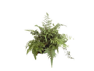 蕨<em>地被植物</em>草图大师模型免费下载，植物sketchup模型