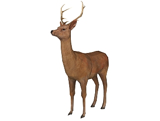 现代鹿sketchup模型，动物草图大师模型下载