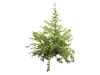 红豆杉su模型免费下载，草图大师植物草模型分享