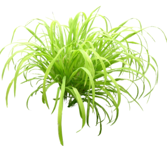 吊兰草图大师模型，sketchup植物草模型下载