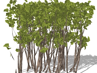 紫荆灌木丛su模型，常绿灌木草图大师模型下载