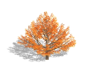 现代<em>红枫SU模型</em>免费下载，植物树草图大师模型