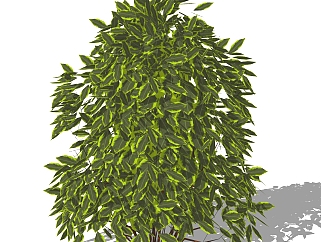 银边大叶黄杨灌木丛su模型，常绿灌木草图大师模型下载