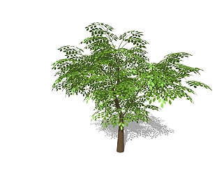 菜豆树景观树免费su模型下载、景观树草图大师模型下载