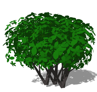 油茶灌木丛su模型，常绿灌木草图大师模型下载