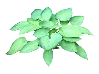 玉簪2d植物<em>草</em>su模型下载，sketchup植物<em>草</em>模型分享