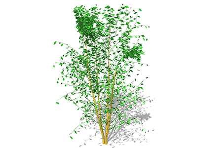 花榈木乔木sketchup素材，景观绿植草图大师模型下载