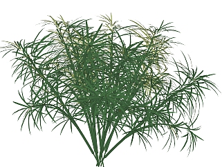 <em>风车草</em>绿植sketchup模型，现代观叶植物skp文件下载