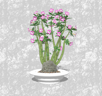 沙漠玫瑰盆栽su模型，绿植盆景草图大师模型下载