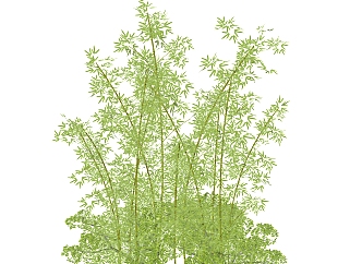 孝顺竹绿植sketchup模型，室内观叶植物skp文件下载