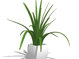 <em>龙舌兰</em>盆栽植物su模型，园艺花草sketchup模型下载