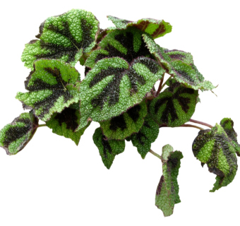 现代植物铁甲秋海棠su模型下载，铁甲秋海棠sketchup模型分享