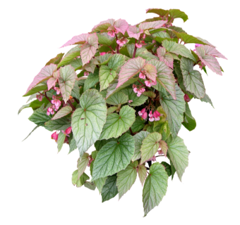 现代植物秋海棠su模型下载，秋海棠草图大师模型分享