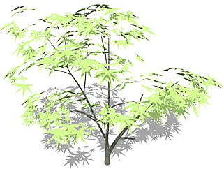 <em>鸡爪槭</em>乔木草图大师模型，景观绿植sketchup素材下载
