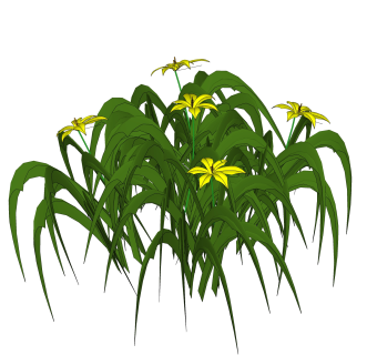 萱草绿植sketchup模型，现代花卉植物skp文件下载