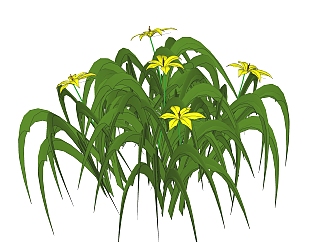 萱草绿植sketchup模型，现代花卉植物skp文件下载
