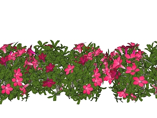 长春花绿植sketchup模型，现代<em>观</em>花植物skp文件下载