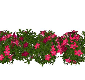长春花绿植sketchup模型，现代观花植物skp文件下载