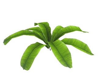 巢蕨绿植sketchup模型，室内观叶植物skp文件下载