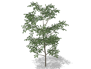 花榈木乔木草图大师模型，景观绿植sketchup素材下载