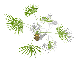 棕榈树现代植物su模型，绿植<em>花草</em>图大师模型下载